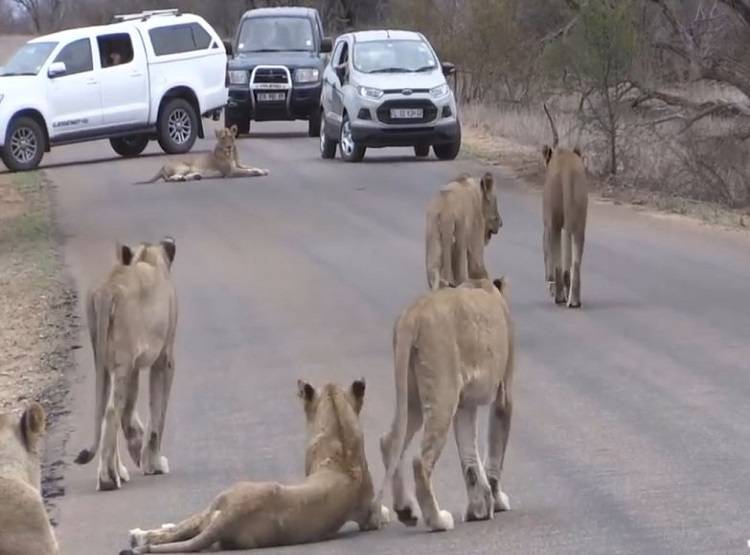 जब कार के आगे आ गया शेरों का हुजूम, गाड़ियों की लगी कतार, लेकिन...