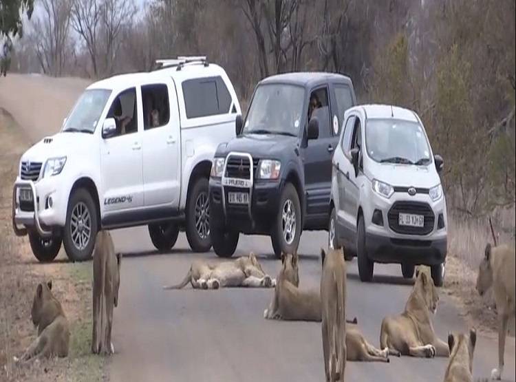 जब कार के आगे आ गया शेरों का हुजूम, गाड़ियों की लगी कतार, लेकिन...