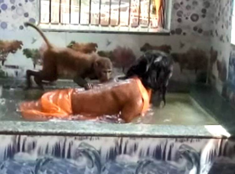 बंदर के नाम की करोड़ों की संपत्त‍ि, शादी के बाद ग‍िफ्ट में म‍िलेगा महल