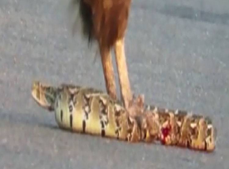 सांप छटपटाता रहा, बाज उसे फाड़कर खाता रहा, वीडियो वायरल