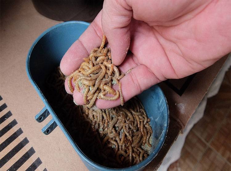 लाइव वीडियो बनाते समय युवक ने खाया जहरीला कीड़ा, तड़पकर हुई मौत