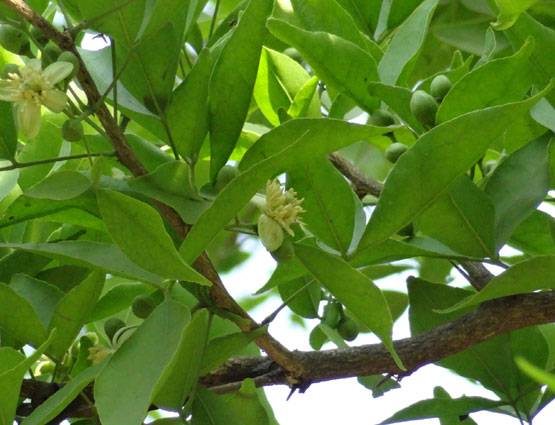 भगवान शिव को प्रिय है बेलपत्र, जानें तोड़ने-चढ़ाने का सही तरीका