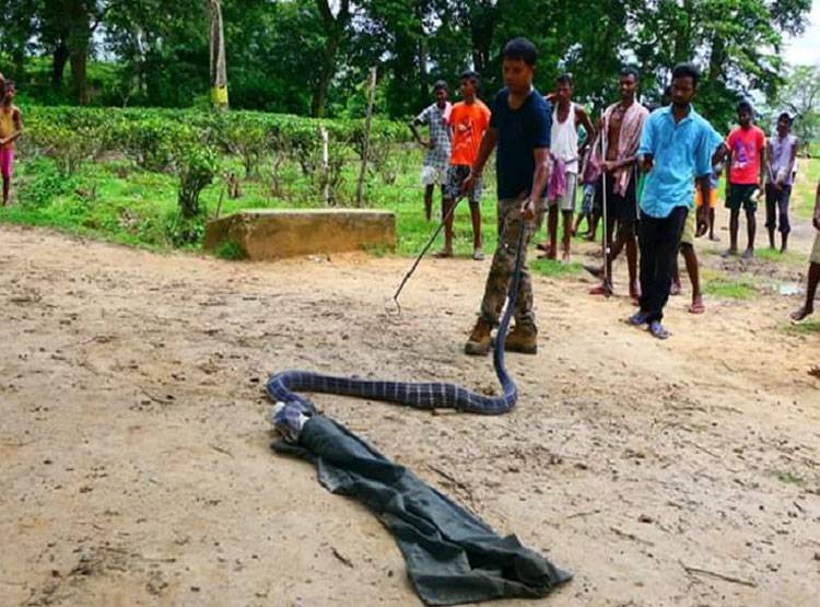 14 फीट का किंग कोबरा देख उड़े होश, सांप के डराने का तरीका है खास