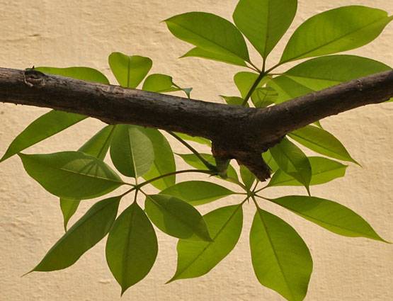 विवाह में आ रही हैं अड़चनें तो सावन में करें ये उपाय, झट से दिखेगा असर