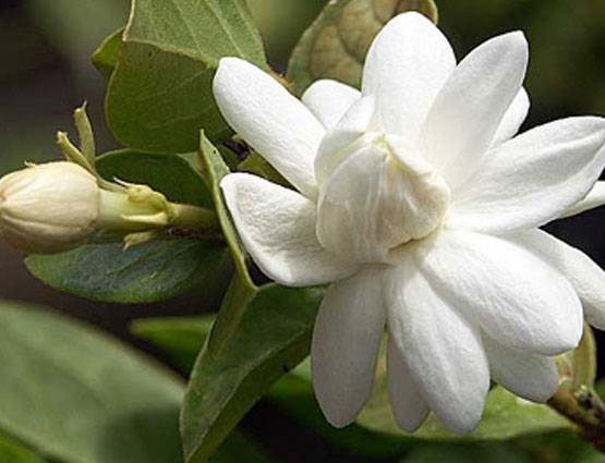 शिवरात्रि पर शिवलिंग पर चढ़ाएं ये 5 फूल, पूरी होगी मनोकामना