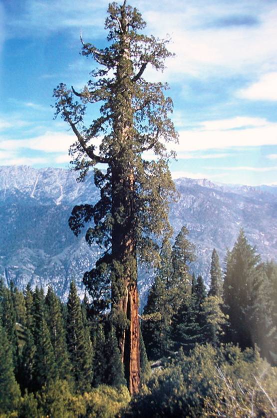 ये है दुनिया का सबसे ऊंचा पेड़, कुतुब मीनार भी इसके आगे लगेगा बौना