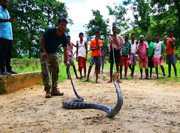 14 फीट का किंग कोबरा देख उड़े होश, सांप के डराने का तरीका है खास
