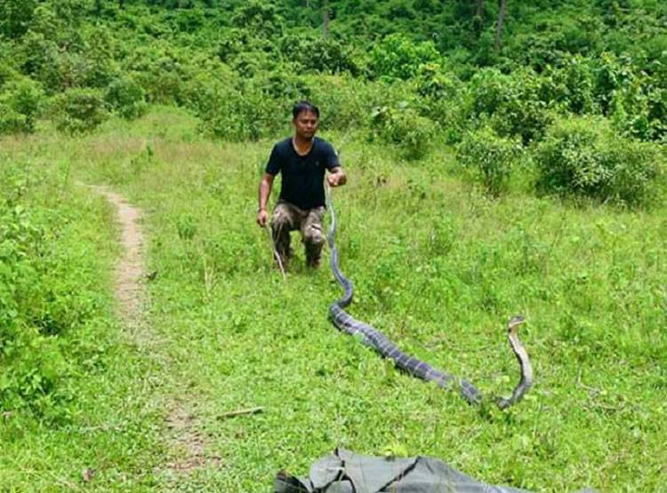 14 फीट का किंग कोबरा देख उड़े होश, सांप के डराने का तरीका है खास