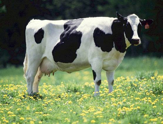 पशु पक्षियों से जुड़े ये उपाय करने से दूर होंगी समस्याएं, जानें कैसे