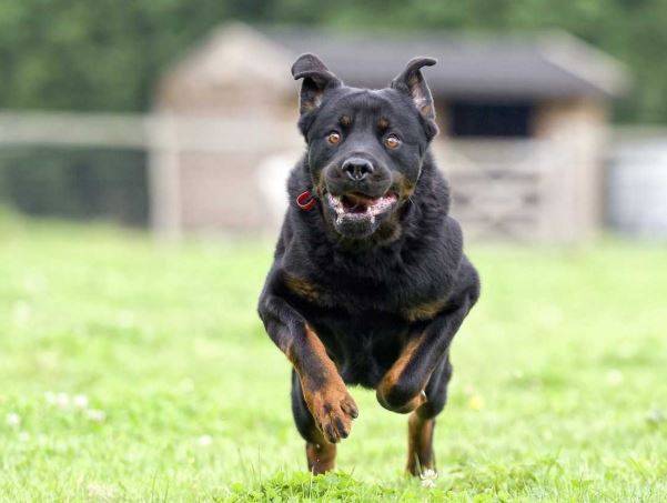 PAK को सांप-कुत्ते के जहर से लड़ने की ताकत नहीं, भारत के भरोसे!