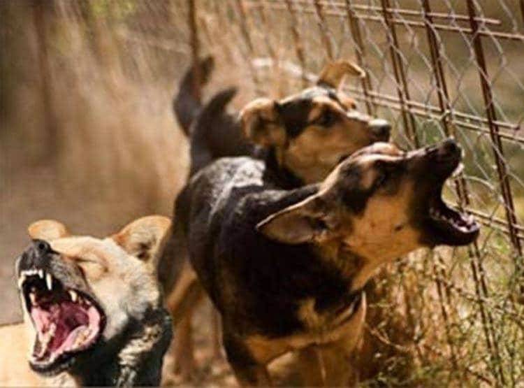 बेंगलुरु में मटन के नाम पर बिक रहा कुत्ते का मांस