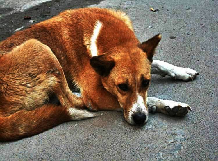 बेंगलुरु में मटन के नाम पर बिक रहा कुत्ते का मांस