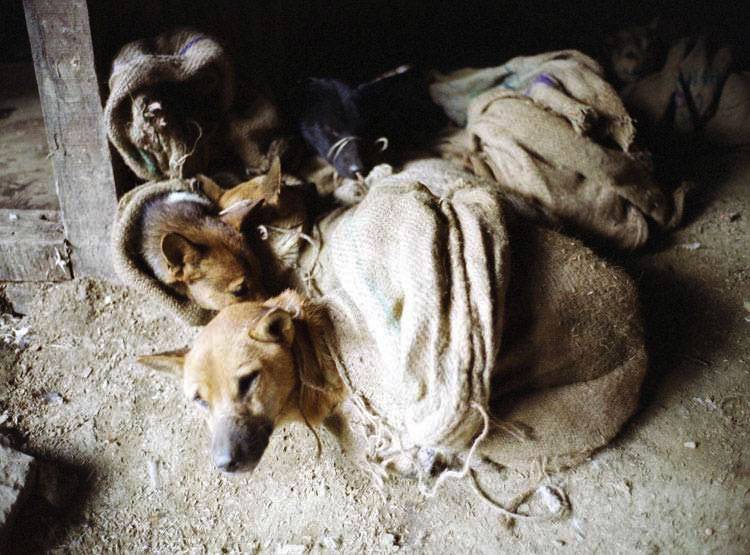 बेंगलुरु में मटन के नाम पर बिक रहा कुत्ते का मांस