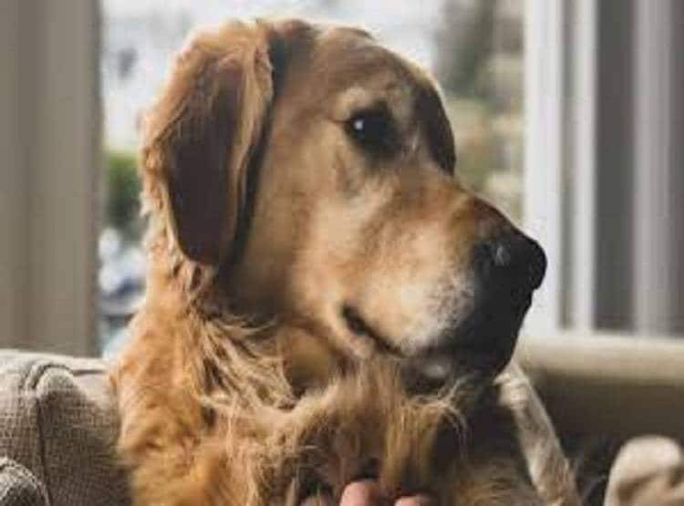 पड़ोसी कुत्ते से संबंध मंजूर नहीं, मालिक ने कुतिया को घर से निकाला