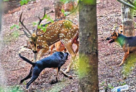 न शेर-न सांप, इस जन्तु का सबसे ज्यादा शिकार बना इंसान