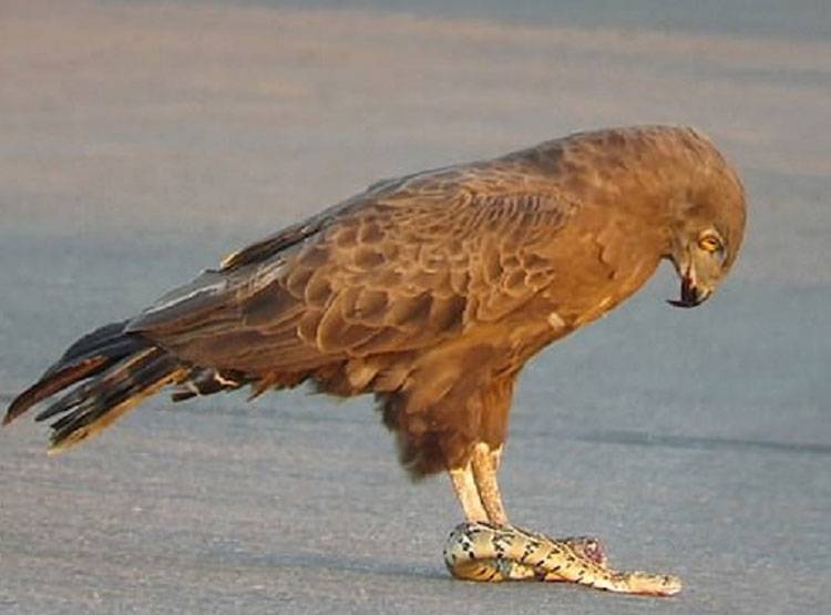 सांप छटपटाता रहा, बाज उसे फाड़कर खाता रहा, वीडियो वायरल