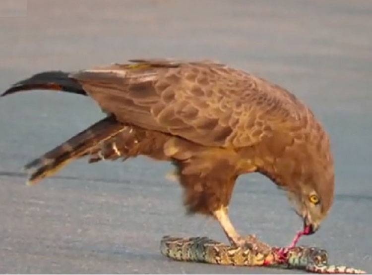 सांप छटपटाता रहा, बाज उसे फाड़कर खाता रहा, वीडियो वायरल