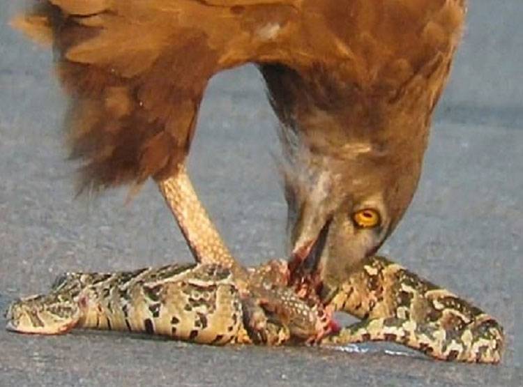 सांप छटपटाता रहा, बाज उसे फाड़कर खाता रहा, वीडियो वायरल