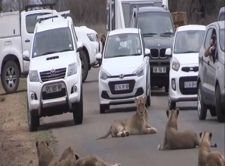 जब कार के आगे आ गया शेरों का हुजूम, गाड़ियों की लगी कतार, लेकिन...