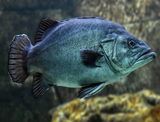 पशु पक्षियों से जुड़े ये उपाय करने से दूर होंगी समस्याएं, जानें कैसे