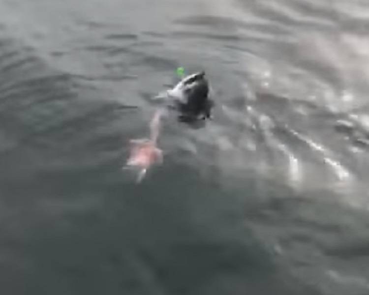 कांटे में फंसी मछली, उसे छोड़ने को तैयार नहीं था सांप, जानें क्या हुआ