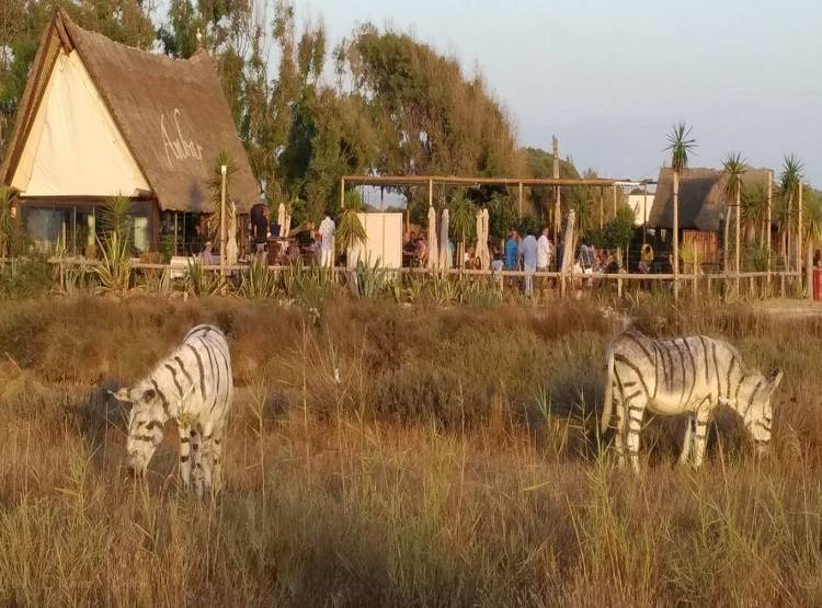 शादी में गधों को रंग कर बना दिया जेब्रा, पता चला तो भड़क गए लोग