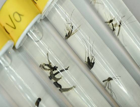 गर्मी की मौत मरेगा डेंगू, भारत से अपने आप मिट जाएगा नामोनिशान