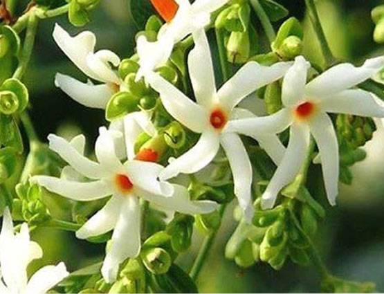 शिवरात्रि पर शिवलिंग पर चढ़ाएं ये 5 फूल, पूरी होगी मनोकामना