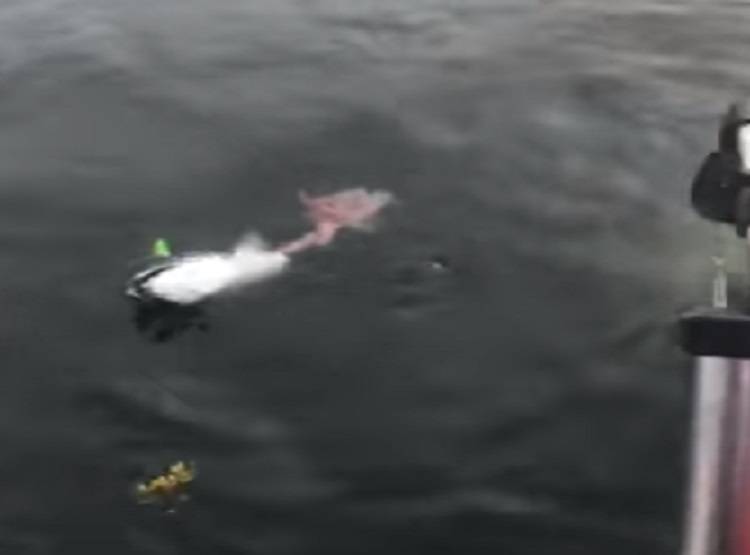 कांटे में फंसी मछली, उसे छोड़ने को तैयार नहीं था सांप, जानें क्या हुआ