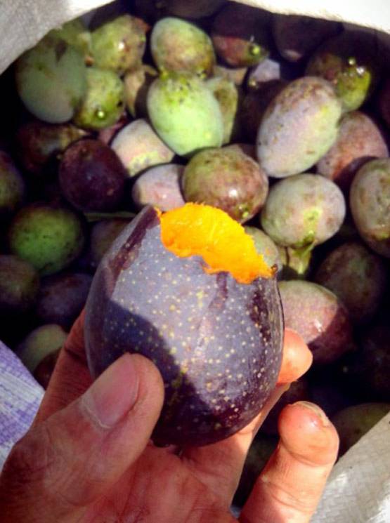 जामुनी आम इंटरनेट पर वायरल, डायबिटीज मरीजों के लिए है अमृत