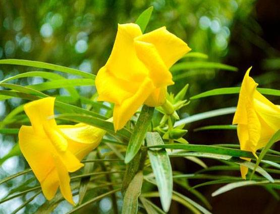 विवाह में आ रही हैं अड़चनें तो सावन में करें ये उपाय, झट से दिखेगा असर