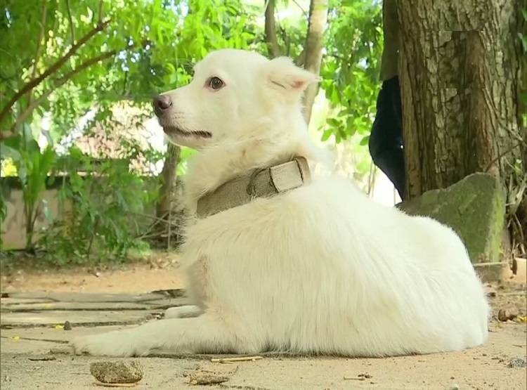 पड़ोसी कुत्ते से संबंध मंजूर नहीं, मालिक ने कुतिया को घर से निकाला