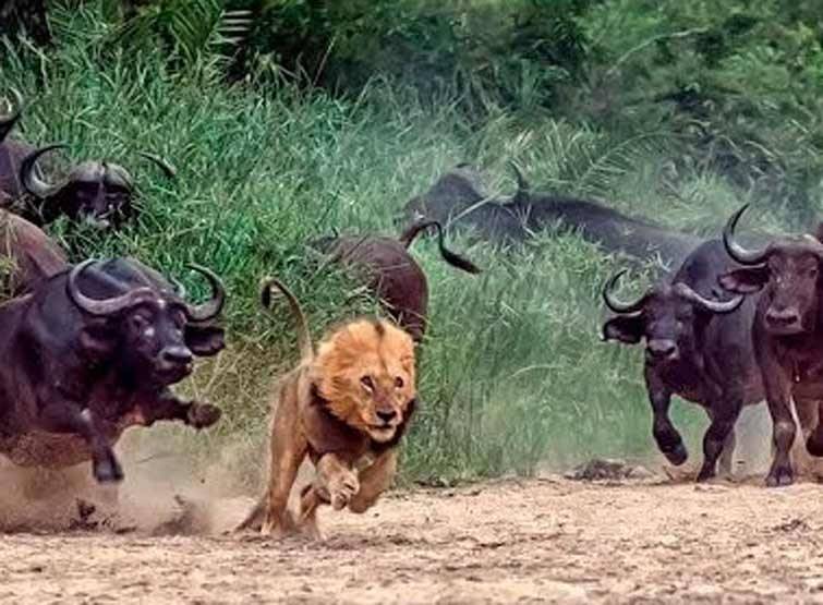 न शेर-न सांप, इस जन्तु का सबसे ज्यादा शिकार बना इंसान