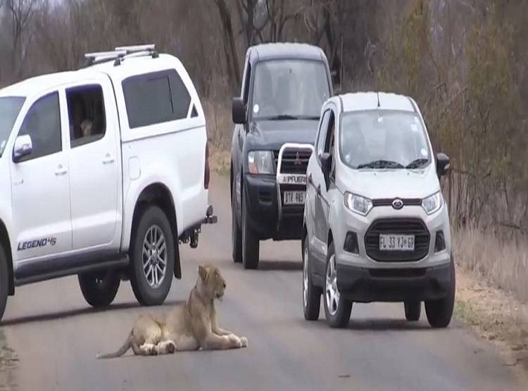 जब कार के आगे आ गया शेरों का हुजूम, गाड़ियों की लगी कतार, लेकिन...