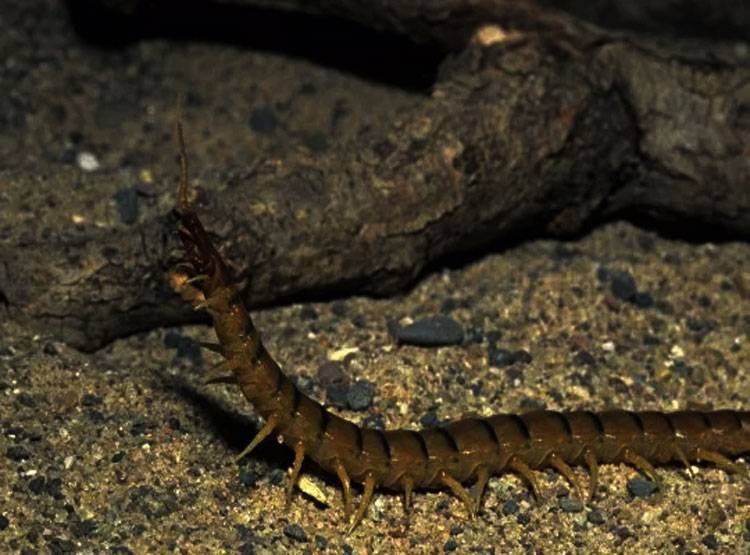 लाइव वीडियो बनाते समय युवक ने खाया जहरीला कीड़ा, तड़पकर हुई मौत