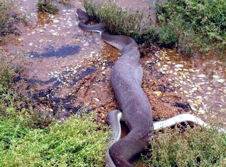 मगरमच्छ को न‍िगल गया अजगर, देखें- एक-एक पल की हैरतअंगेज तस्वीरें