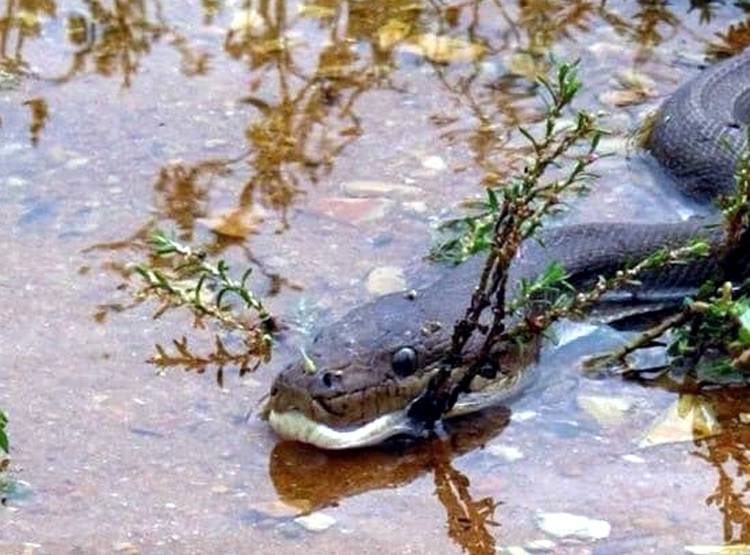 मगरमच्छ को न‍िगल गया अजगर, देखें- एक-एक पल की हैरतअंगेज तस्वीरें