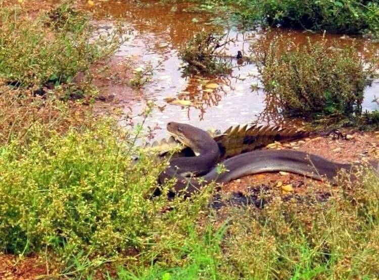 मगरमच्छ को न‍िगल गया अजगर, देखें- एक-एक पल की हैरतअंगेज तस्वीरें