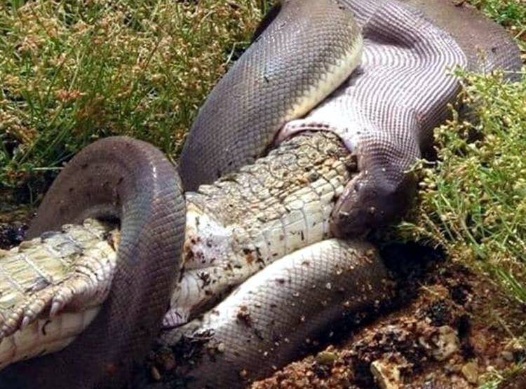 मगरमच्छ को न‍िगल गया अजगर, देखें- एक-एक पल की हैरतअंगेज तस्वीरें