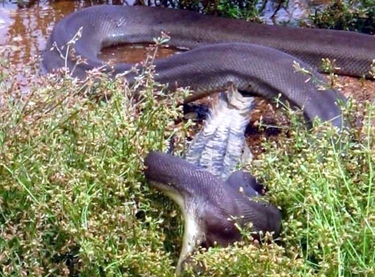 मगरमच्छ को न‍िगल गया अजगर, देखें- एक-एक पल की हैरतअंगेज तस्वीरें