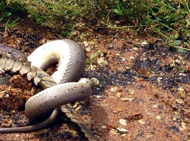 मगरमच्छ को न‍िगल गया अजगर, देखें- एक-एक पल की हैरतअंगेज तस्वीरें