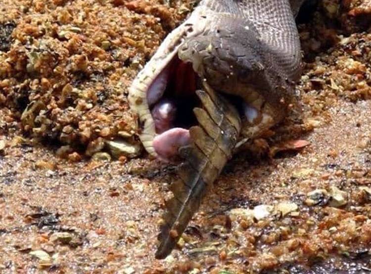 मगरमच्छ को न‍िगल गया अजगर, देखें- एक-एक पल की हैरतअंगेज तस्वीरें