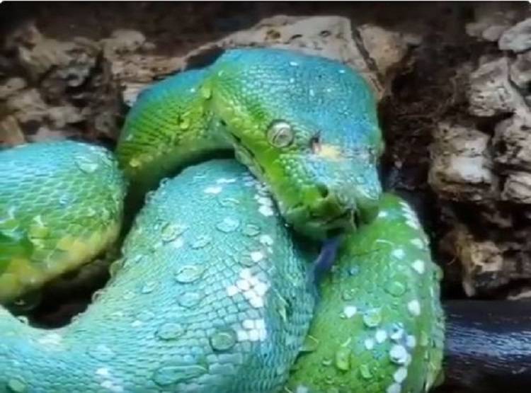 दुनिया का सबसे महंगा सांप, कीमत जान कर हो जाएंगे हैरान