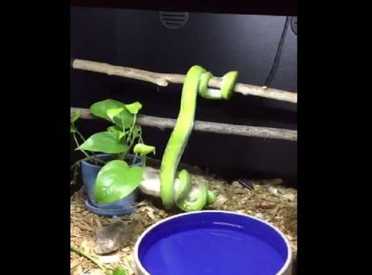 दुनिया का सबसे महंगा सांप, कीमत जान कर हो जाएंगे हैरान