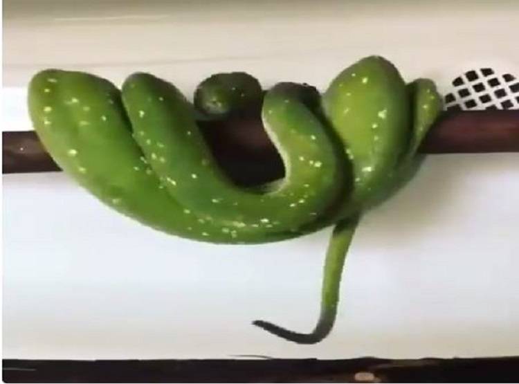 दुनिया का सबसे महंगा सांप, कीमत जान कर हो जाएंगे हैरान