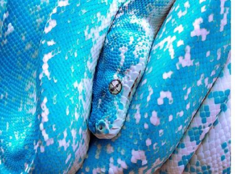 दुनिया का सबसे महंगा सांप, कीमत जान कर हो जाएंगे हैरान