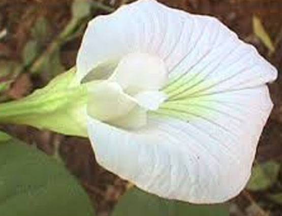 शिवरात्रि पर शिवलिंग पर चढ़ाएं ये 5 फूल, पूरी होगी मनोकामना