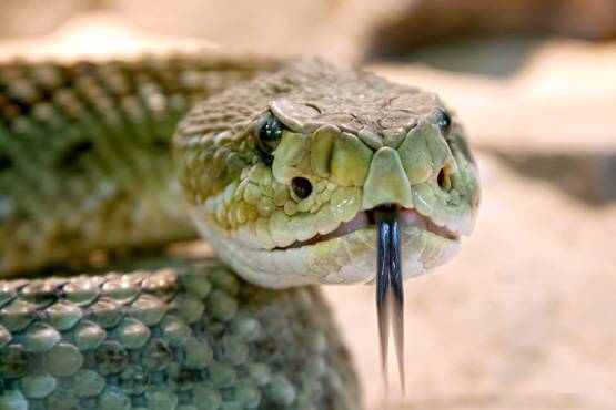 न शेर-न सांप, इस जन्तु का सबसे ज्यादा शिकार बना इंसान