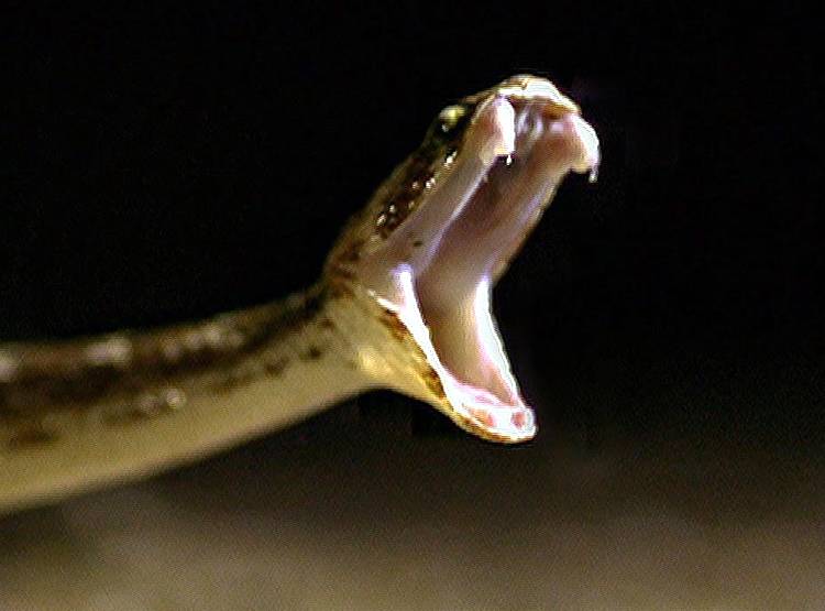 तख्त पर सोते भाई-बहन को सांप ने डसा, रक्षाबंधन से पहले घर में मचा मातम