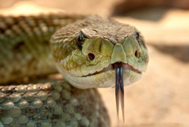 PAK को सांप-कुत्ते के जहर से लड़ने की ताकत नहीं, भारत के भरोसे!